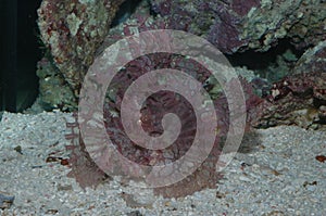 Weedy scorpionfish Rhinopias frondosa Closeup in bottom of sea