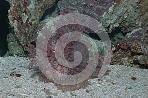 Weedy scorpionfish Rhinopias frondosa Closeup in bottom of sea