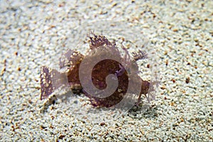 Weedy Scorpionfish - Scorpaenidae fish family. Underwater shot of pink scorpion fish resting on the ocean bottom. Venomous species