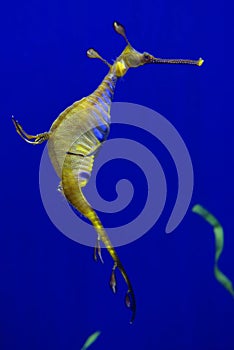 Weedy sea dragon