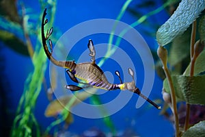 Weedy seadragon