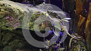 Weedy seadragon Phyllopteryx taeniolatus swims in the water in search of food