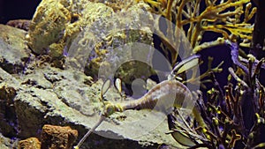 Weedy seadragon Phyllopteryx taeniolatus swims in the water in search of food