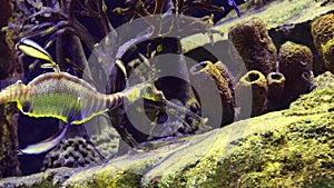 Weedy seadragon Phyllopteryx taeniolatus swims in the water in search of food