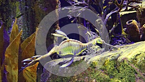 Weedy seadragon Phyllopteryx taeniolatus swims in the water in search of food