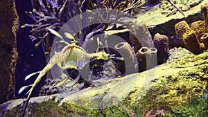 Weedy seadragon Phyllopteryx taeniolatus swims in the water in search of food