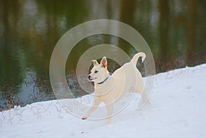 Weee, white dog runs down a snowy hill photo