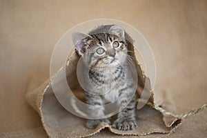 Brown Hemingway tabby kitten sitting alone in a cardboard box.