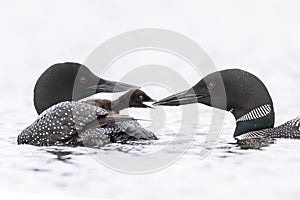 A week-old Common Loon chick emerges from under its mother`s wi
