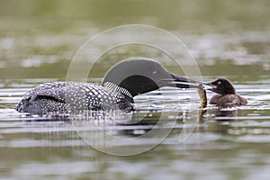 A week-old Common Loon chick is fed a fish by one of its parents