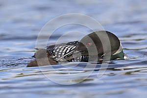 A week-old Common Loon chick is fed a fish by one of its parents