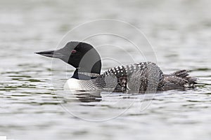 A week-old Common Loon chick pokes its head out from under its m