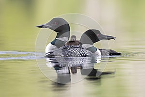 A week-old Common Loon chick rides on its mother`s back as its f photo