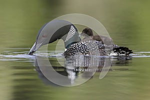 A week-old Common Loon chick rides on its mother`s back on a Ca