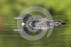 A week-old Common Loon chick rides on its mother`s back - Ontari