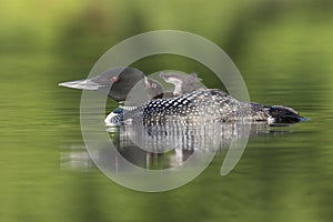 A week-old Common Loon chick rides on its mother`s back - Ontari