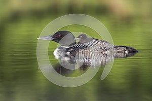 A week-old Common Loon chick rides on its mother`s back - Ontari