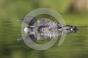 A week-old Common Loon chick rides on its mother`s back - Ontari