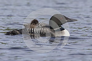 A week-old Common Loon chick rides on its mother`s back while pa