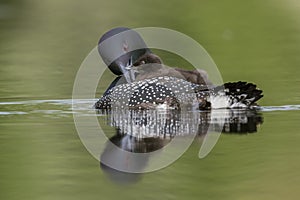 A week-old Common Loon chick rides on its mother`s back while sh