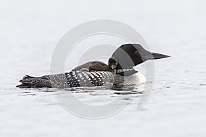 A week-old Common Loon chick riding on its mother`s back - Onta