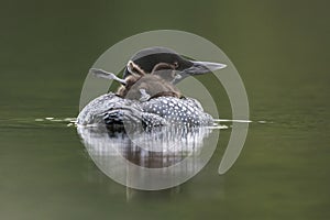 A week-old Common Loon chick stretches its legs and wings while