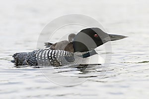 A week-old Common Loon chick stretching its foot while riding on