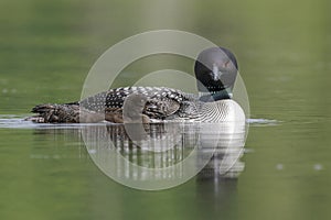 A week-old Common Loon chick swims next to its mother on a Canad
