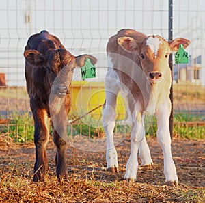Week Old Dairy Calves