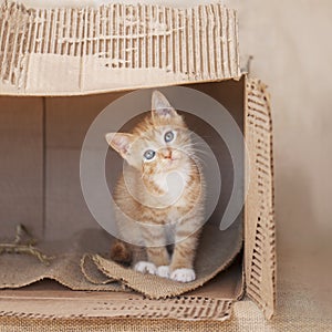 Orange tabby kitten sitting alone in a cardboard box.