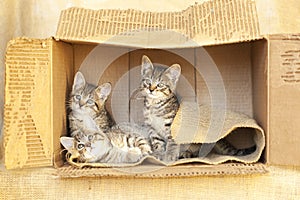 Three Brown tabby kittens sitting alone in a cardboard box.