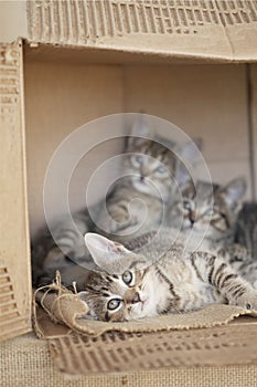 Three Brown tabby kittens sitting alone in a cardboard box.