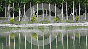 weekend holiday in Iran , trees reflected in water