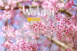 Weekend loading word on Wild Himalayan Cherry Blossoms in spring season