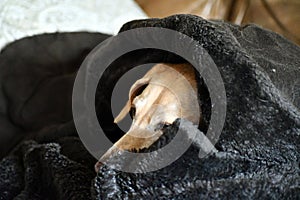 A weenie dog in blanket sleeping