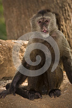 Weeper Capuchin