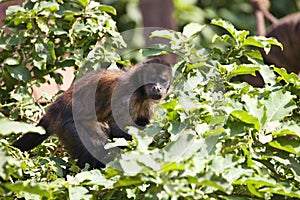 Weeper Capuchin, Cebus olivaceus, looking for food