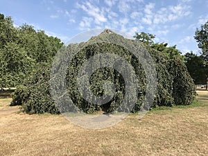 Weeping Beech in Hyde Park