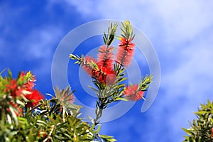 Weeping Bottle Brush flower against blue sky, Callistemon Viminalis