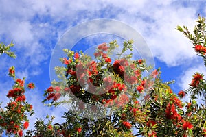 Weeping Bottle Brush flower against blue sky, Callistemon Viminalis