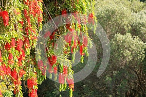 Weeping Bottle Brush flower against blue sky, Callistemon Viminalis