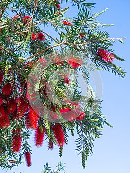 Weeping Bottle Brush flower against the blue sky, Callistemon Viminalis