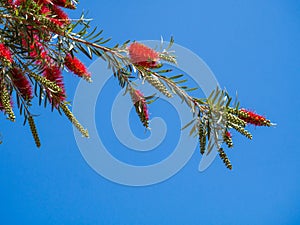 Weeping Bottle Brush flower against the blue sky, Callistemon Viminalis