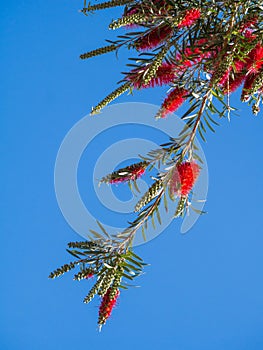 Weeping Bottle Brush flower against the blue sky, Callistemon Viminalis