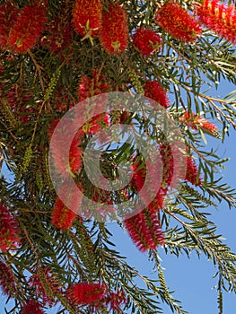 Weeping Bottle Brush flower against the blue sky, Callistemon Viminalis