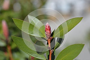 Weeping bottlebrush Inferno