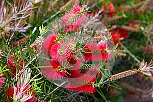 Weeping bottlebrush - Melaleuca viminalis