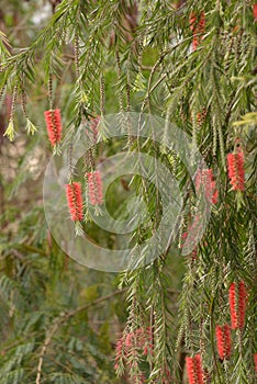 Weeping bottlebrush plant