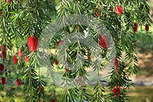 Weeping bottlebrush tree with red blooms