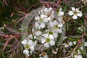 Weeping branches, smooth bark, pale green linear leaves, small white flowers of a leptospermum madidum tree